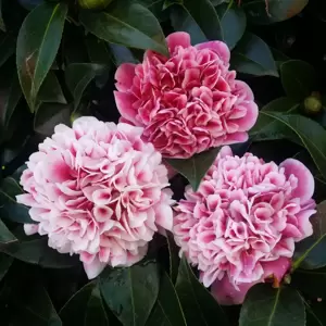 Camellia japonica 'Volunteer' 1.5L - image 3