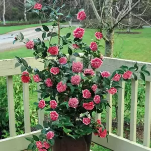 Camellia japonica 'Volunteer' 1.5L - image 4