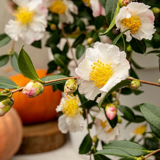 Camellia sasanqua 'White' - image 1