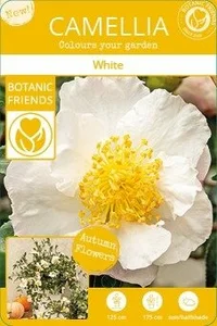 Camellia sasanqua 'White' - image 3