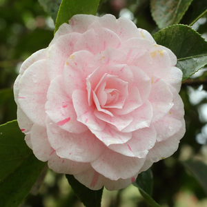 Picture Credit - Jim's Camellias