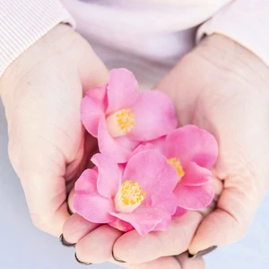 Camellia japonica 'Winter Perfume Pink' 1.5L - image 1