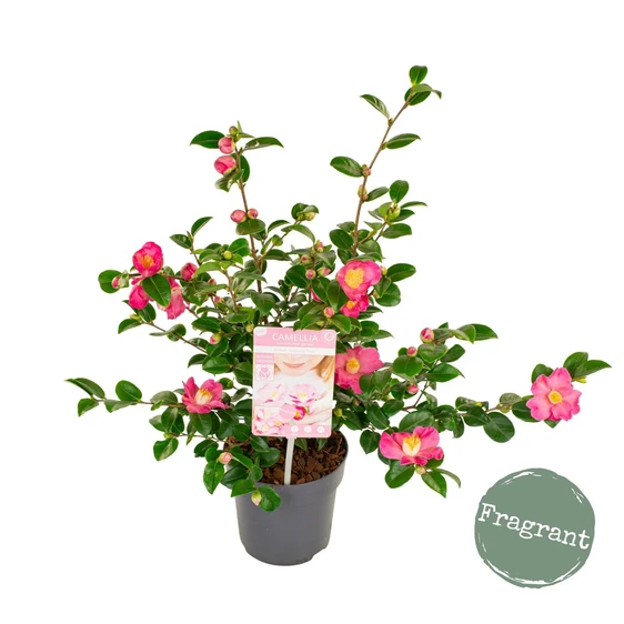 Camellia japonica 'Winter Perfume Pink' 1.5L - image 4