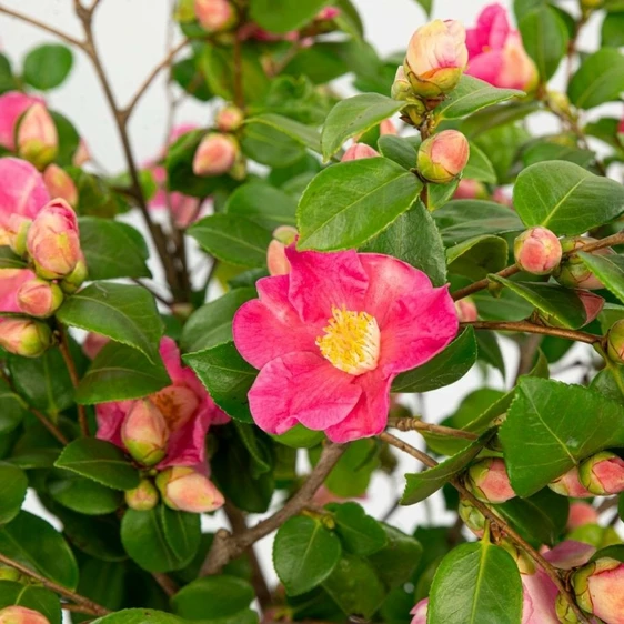 Camellia japonica 'Winter Perfume Pink' 1.5L - image 3