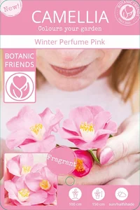 Camellia japonica 'Winter Perfume Pink' 1.5L - image 5