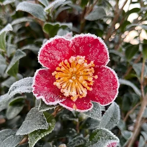 Camellia x vernalis 'Yuletide' 1.5L - image 3