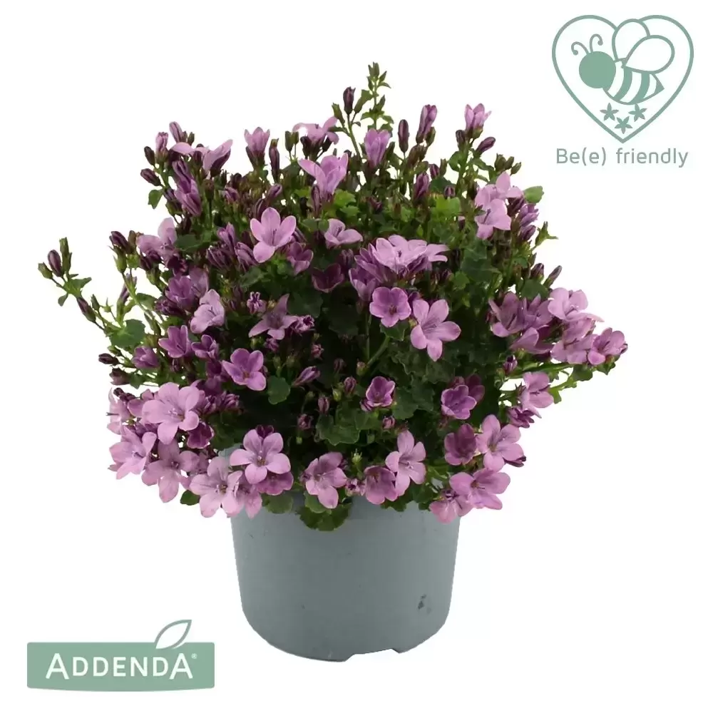 Campanula Addenda Ambella Intense Pink Cowell S Garden Centre Woolsington