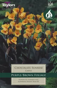 Canna Chocolate Sunrise