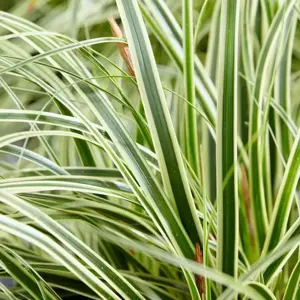 Carex EverColor 'Evercream'