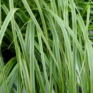 Carex oshimensis EverColor® ‘Everlime’