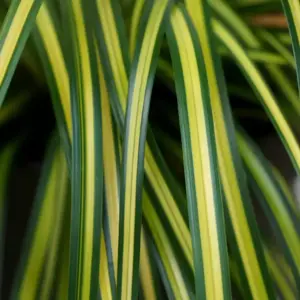 Carex EverColor 'Eversheen'