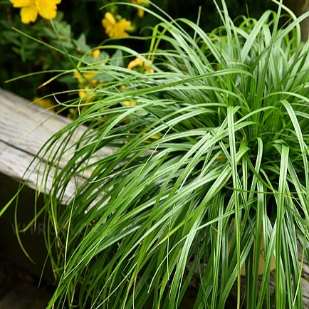 Carex oshimensis 'Greenwell' - image 1