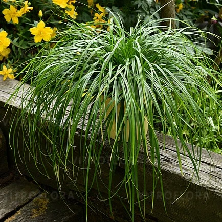 Carex oshimensis 'Greenwell' - image 3