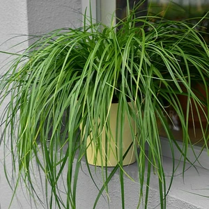 Carex oshimensis 'Greenwell' - image 2