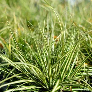 Carex oshimensis 'Moonlight' 10.5cm