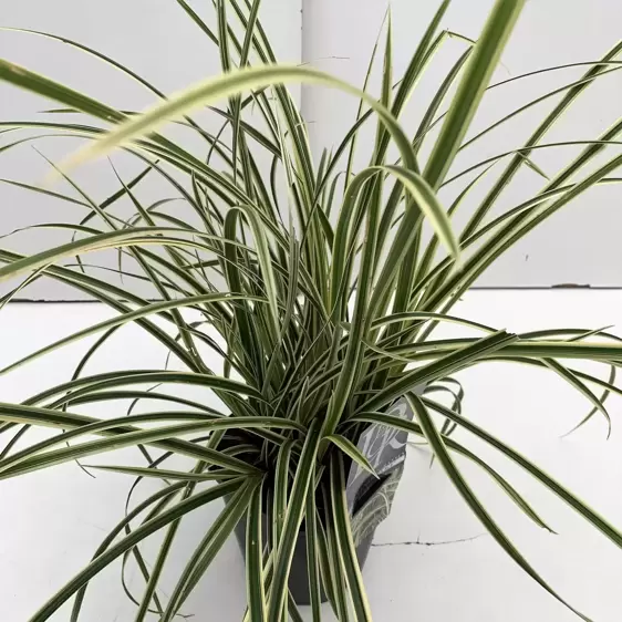 Carex oshimensis 'Vanilla Ice' 10.5cm