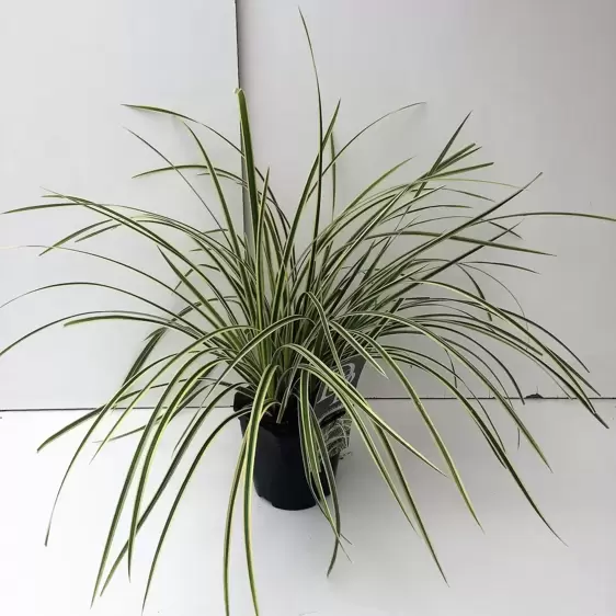 Carex oshimensis 'Vanilla Ice' 2L - image 2