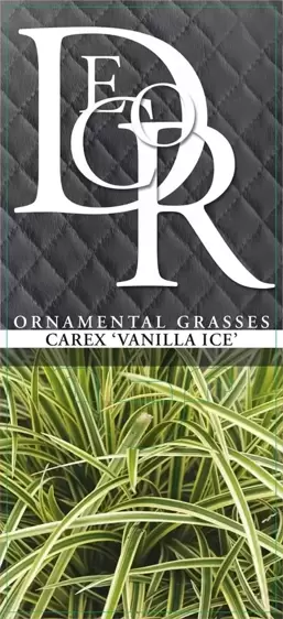 Carex oshimensis 'Vanilla Ice' 2L - image 3