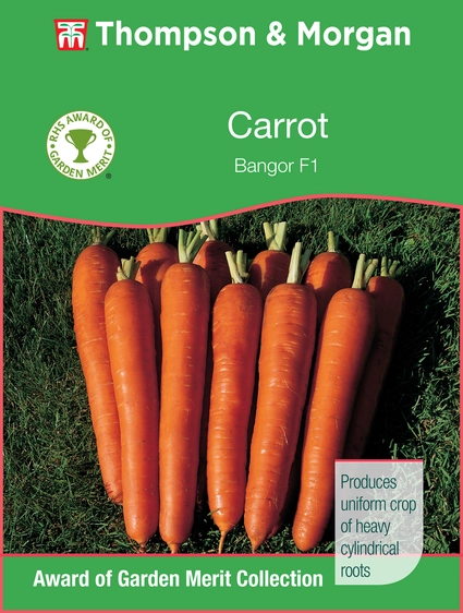 Carrot Bangor - image 1