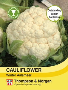 Cauliflower Winter Aalsmeer - image 1