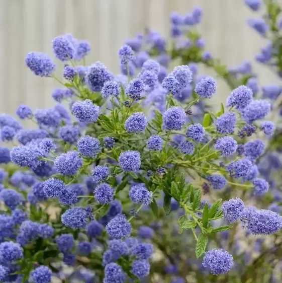 Ceanothus 'Concha' 3L