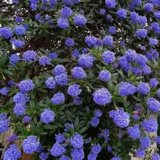 Ceanothus 'Italian Skies' 10L Trellis