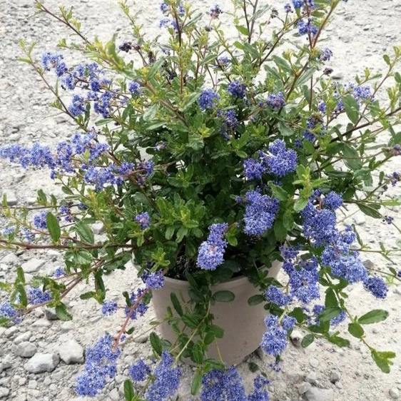 Ceanothus 'Southmead'