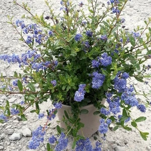 Ceanothus 'Southmead'