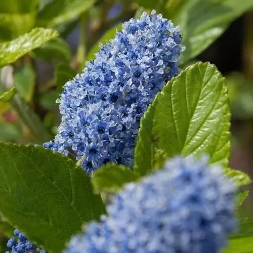 Ceanothus arboreus 'Trewithen Blue' - Trellis