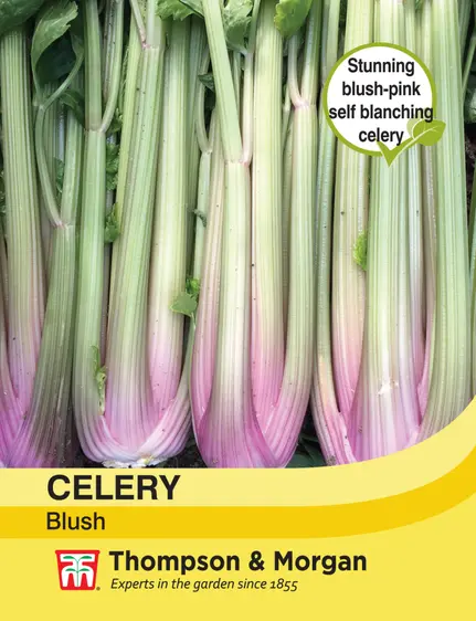 Celery Self-Blanching Blush - image 1