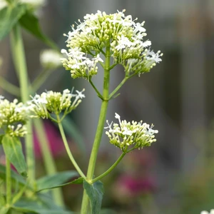 Centranthus 'Alba'