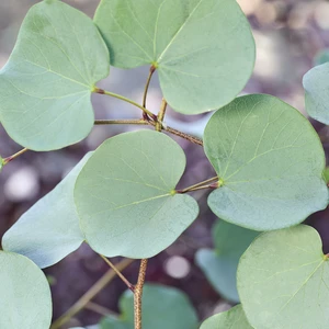 Cercis 'Blue Lagoon'