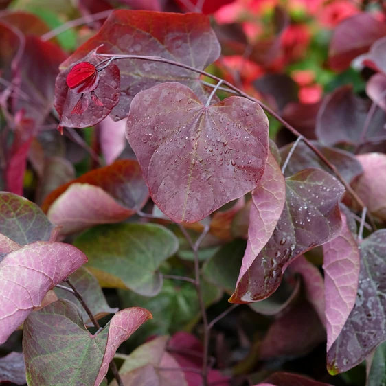 Cercis canadensis 'Forest Pansy' 11L