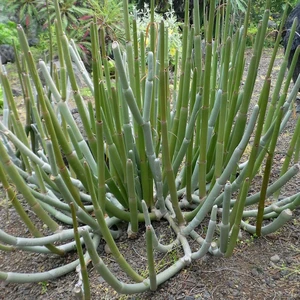 Ceropegia dichotoma