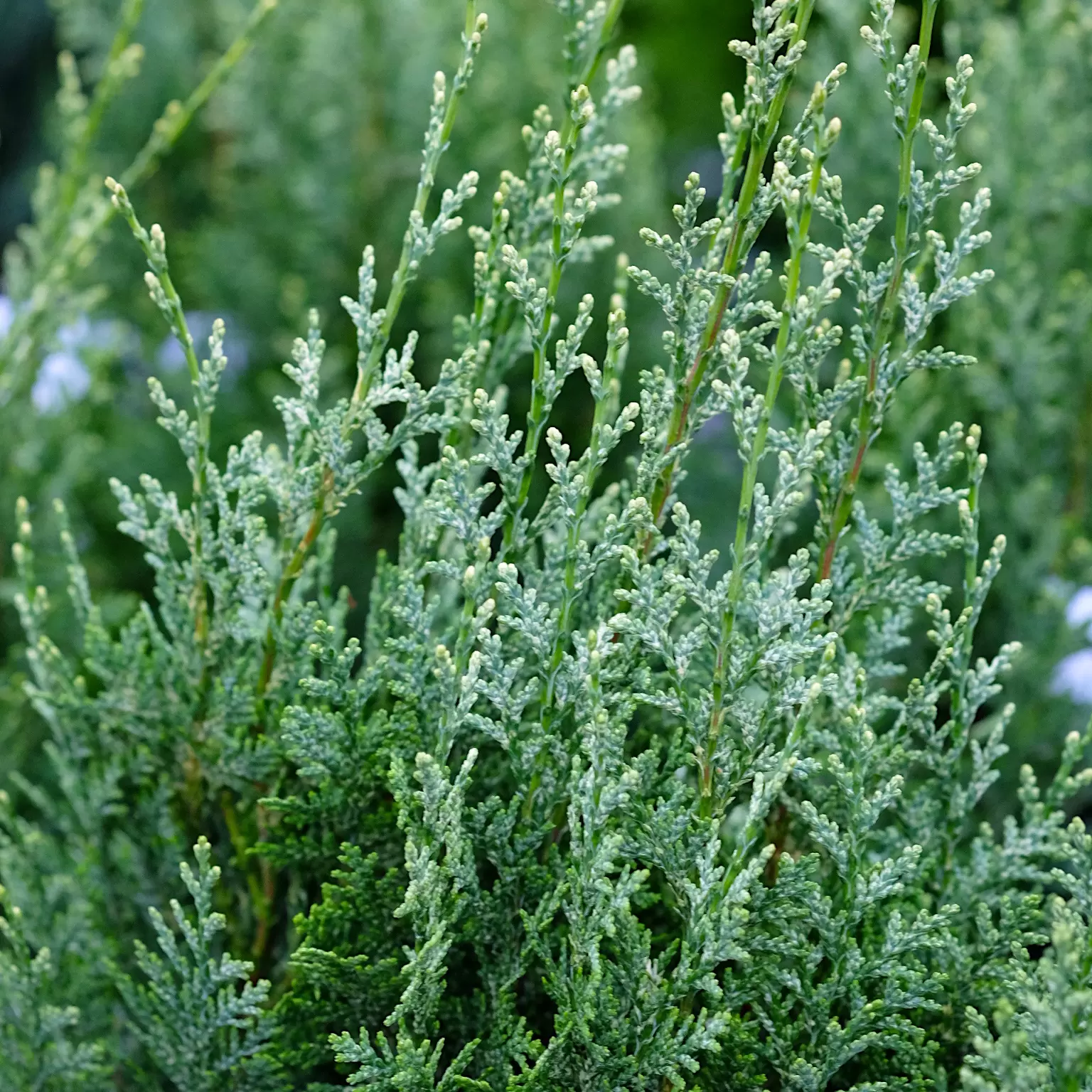 Chamaecyparis lawsoniana 'Allumii White Spot' 1L - Cowell's Garden ...