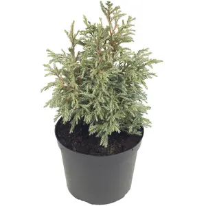 Chamaecyparis pisifera 'Baby Blue' 1L - image 4