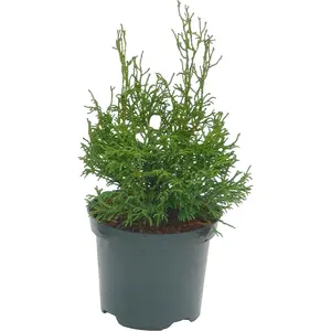 Chamaecyparis obtusa 'Birgit' 1L