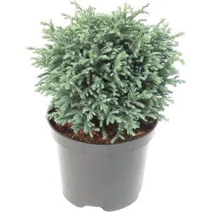 Chamaecyparis pisifera 'Blue Moon' 2L - image 2