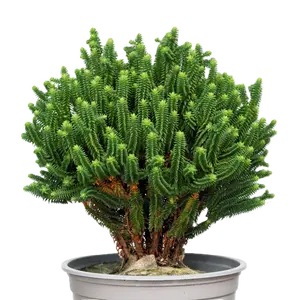 Chamaecyparis 'El Paso'