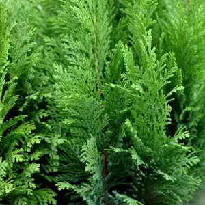 Chamaecyparis lawsoniana 'Ellwood's Empire' 1L - image 1