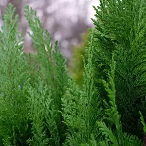 Chamaecyparis lawsoniana 'Ellwood's Empire' 1L - image 2