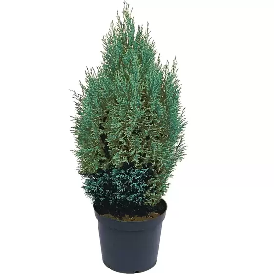 Chamaecyparis lawsoniana 'Ellwoodii' 2.3L