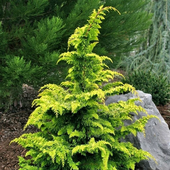 Chamaecyparis obtusa 'Fernspray Gold' - image 1