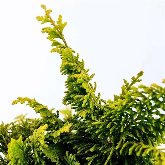 Chamaecyparis obtusa 'Fernspray Gold' - image 2