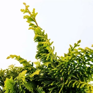 Chamaecyparis obtusa 'Fernspray Gold' 2.3L - image 2