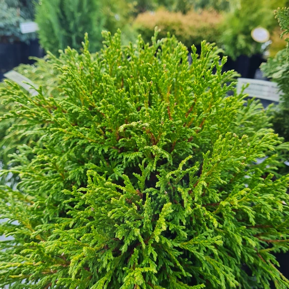 Chamaecyparis pisifera 'Filip's Happy Day' 3L