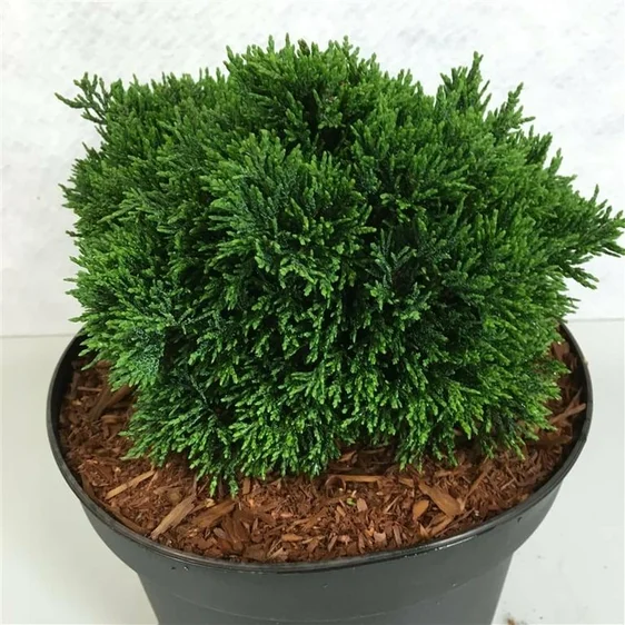 Chamaecyparis lawsoniana 'Green Globe' 3L