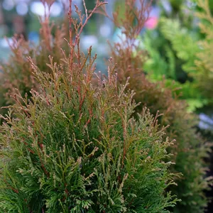 Chamaecyparis lawsoniana 'Miki' 1L