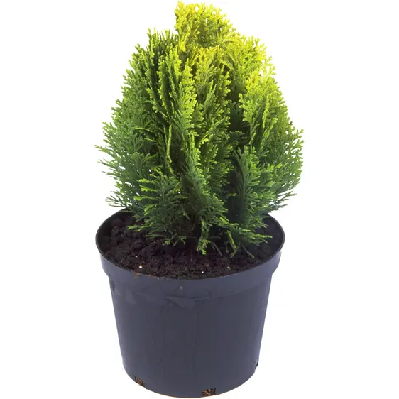 Chamaecyparis lawsoniana 'Minima Aurea' 1L