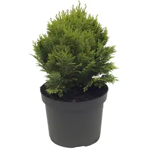 Chamaecyparis lawsoniana 'Minima Glauca' 3L